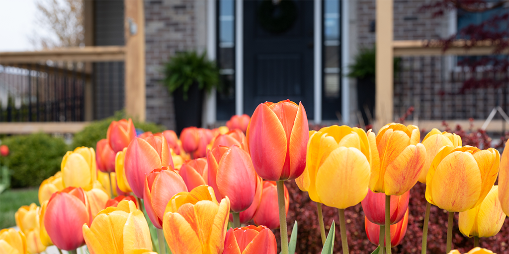 Colorful tulips growing in front of a brick single family home