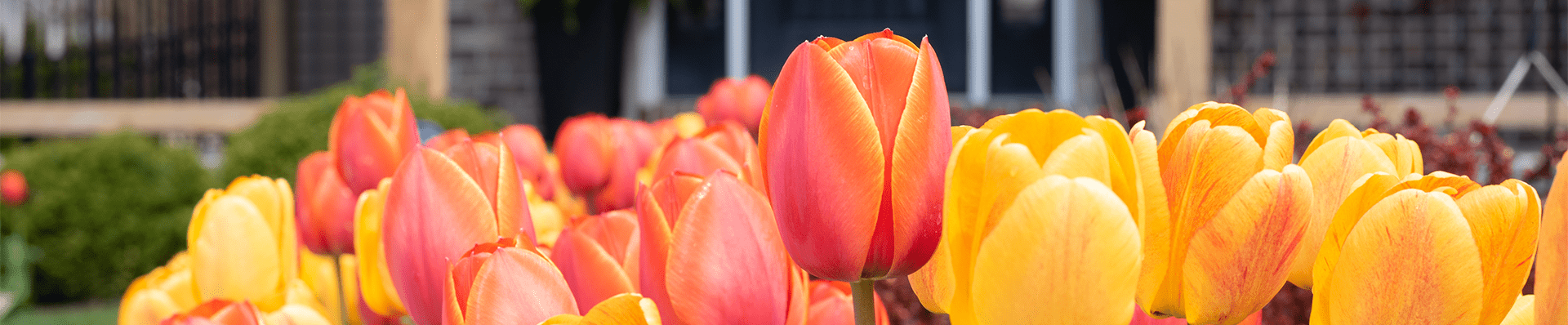 Colorful tulips growing in front of a brick single family home Colorful tulips growing in front of a brick single family home